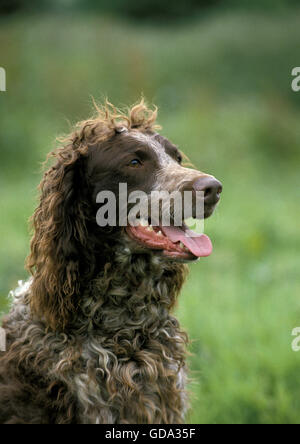 is the pont audemer spaniel legal in france