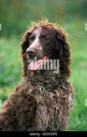 Pont Audemer Spaniel Dog, Portrait of Adult Stock Photo