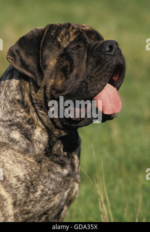 what is the average weight of a mastiff