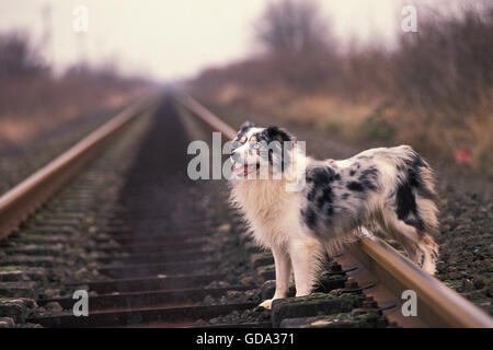 Australian Shepherd Dog on  Rail Road Stock Photo