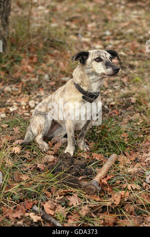 TRUFFLE DOG, TRUFFLE GATHERING IN DROME IN FRANCE Stock Photo