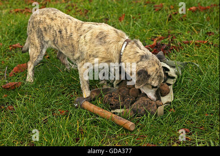 TRUFFLE DOG, TRUFFLE GATHERING IN DROME IN FRANCE Stock Photo