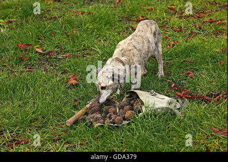 TRUFFLE DOG, TRUFFLE GATHERING IN DROME IN FRANCE Stock Photo