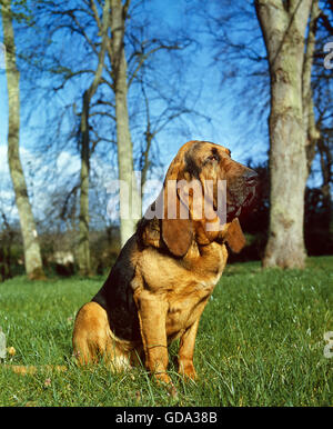 Bloodhound or Saint Hubert Hound sitting on Grass Stock Photo