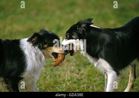 Border Collie Dog playing with Stick of Wood Stock Photo