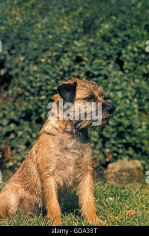 Border Terrier, Pup sitting on Grass Stock Photo
