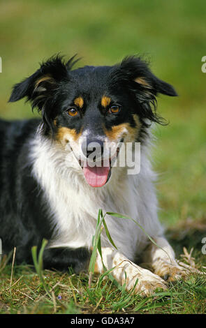Border Collie Dog, Adult laying on Grass Stock Photo