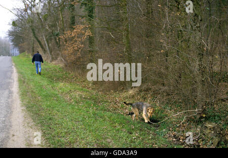 Dog abandoned at Roadside Stock Photo