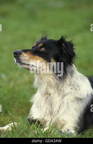 Border Collie Dog, Adult laying on Grass Stock Photo