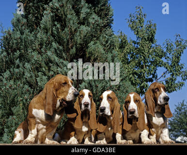 Basset Hound, Dog Stock Photo