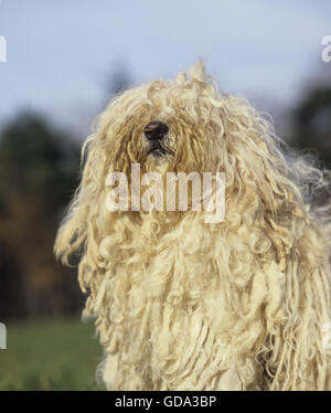 Hungarian Puli Dog, Portrait Stock Photo