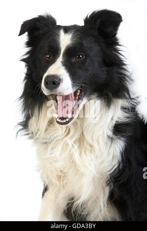 Border Collie Dog, Male against White Background Stock Photo