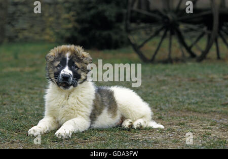 Caucasian Shepherd Dog, a Breed from Russia Stock Photo