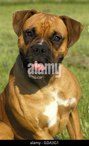 Boxer Dog, Portrait Stock Photo