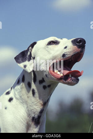 Portrait of Dalmatian Dog Stock Photo
