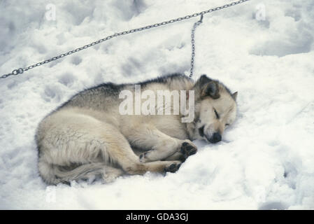 Greenland Dog sleeping on Snow Stock Photo