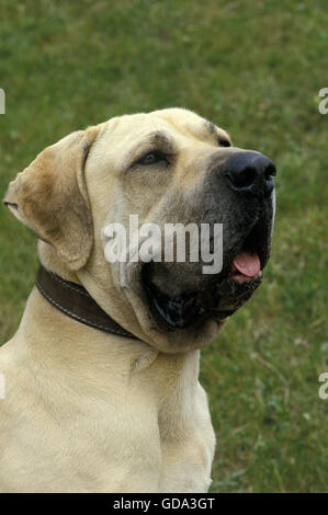 Male Fila Brasileiro, a Dog Breed from Brazil Stock Photo