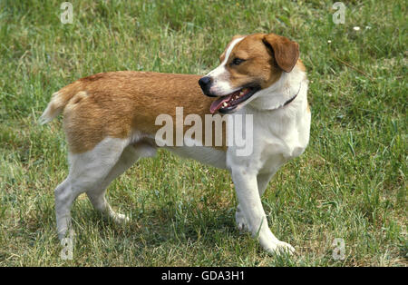 Smalandsstovare or Smalands Hound, Dog Breed from Sweden Stock Photo ...