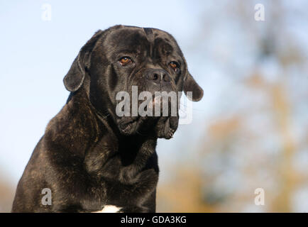 Cane Corso, a Dog Breed from Italy, Portrait of Adult Stock Photo