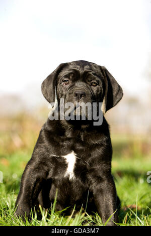 Cane Corso, a Dog Breed from Italy, Puppy sitting on Grass Stock Photo