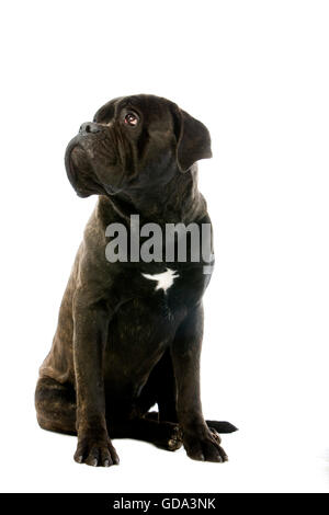 Cane Corso, a Dog Breed from Italy, Adult sitting, Looking up against White Background Stock Photo