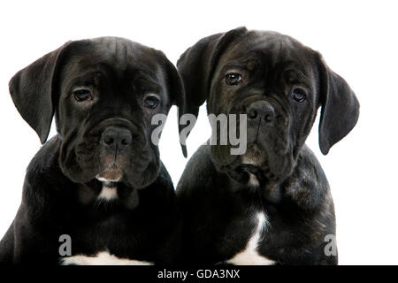 Cane Corso, Dog Breed from Italy, Portrait of Pup Against White Background Stock Photo