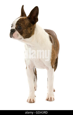 Boston Terrier Dog, Male against White Background Stock Photo - Alamy