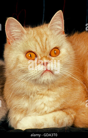 Portrait Of A Purebred Exotic Shorthair Domestic Cat Smush Stock