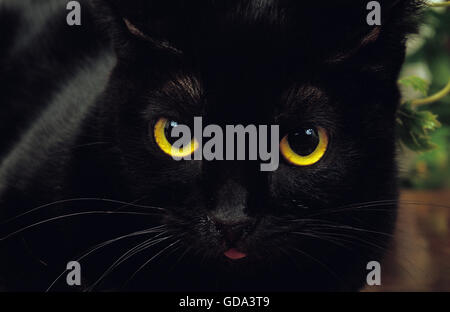 Bombay Domestic Cat, Close up of Head Stock Photo