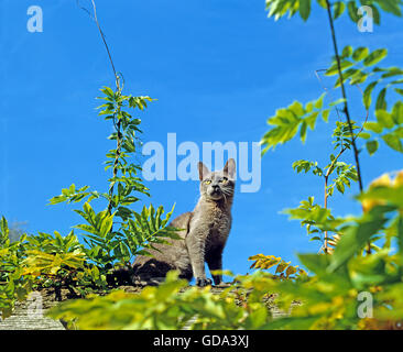 Blue Burmese Domestic Cat, Adult against Blue Sky Stock Photo