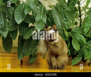 Chocolate Burmese Domestic Cat playing with Feather Stock Photo