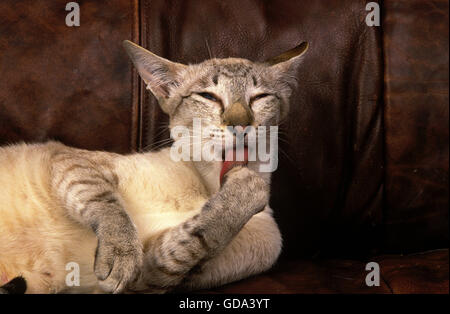 Siamese Domestic Cat Grooming, Licking its Paw Stock Photo