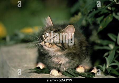 SKOGKATT CAT, KITTEN Stock Photo