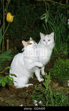 TURKISH VAN CAT Stock Photo