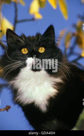 Skogkatt Domestic Cat Stock Photo