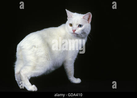 Manx Domestic Cat, a Cat Breed withoug Tail, Adult against Black Background Stock Photo