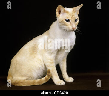 Red Point Siamese Domestic Cat, Adult against Black Background Stock Photo