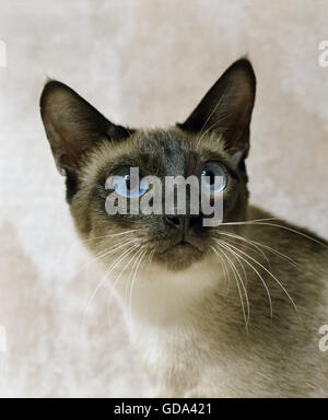 Seal Point Siamese Domestic Cat, Portrait of Adult with Blue Eyes Stock Photo