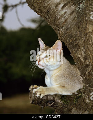 Singapura Domestic Cat in Tree Stock Photo