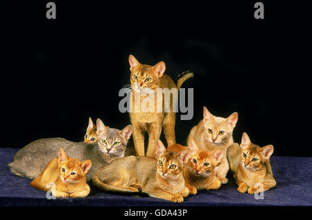 RED AND BLUE ABYSSINIAN DOMESTIC CATS Stock Photo