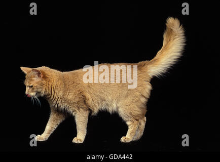 FAWN SOMALI DOMESTIC CAT, ADULT AGAINST BLACK BACKGROUND Stock Photo