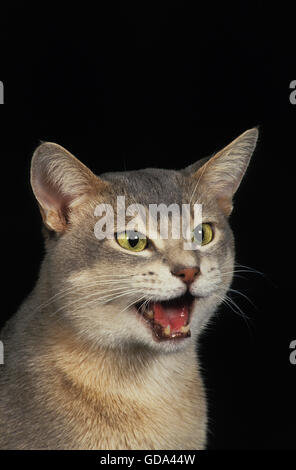 Blue Abyssinian Domestic Cat, Portrait of Adult Meowing Stock Photo