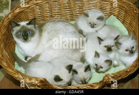 Birmanese Domestic Cat, Female with Kittens in Basket Stock Photo