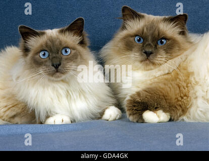 Birmanese Domestic Cat, Male with Female Stock Photo