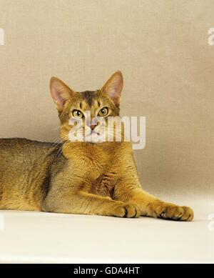 Red Abyssinian Domestic Cat Stock Photo