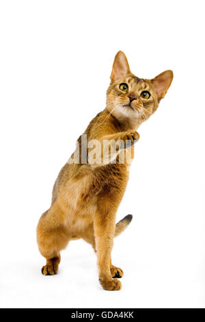 Abyssinian Domestic Cat, Adult playing against White Background Stock Photo