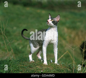 Cornish Rex Domestic Cat Stock Photo