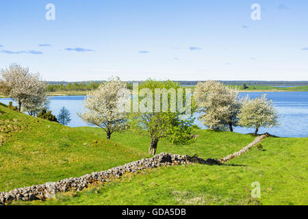 Stone wall on a meadow with blossoming fruit trees in spring Stock Photo