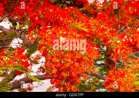 Flamboyant tree, also called flame tree (Delonix regia) in blossom with vibrant red and orange flowers, Cuba Stock Photo