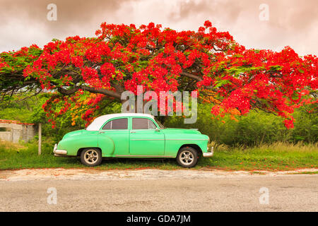 A Contrast Of Vibrant Red Royal Poinciana Flowers Against A Cloudy Grey 